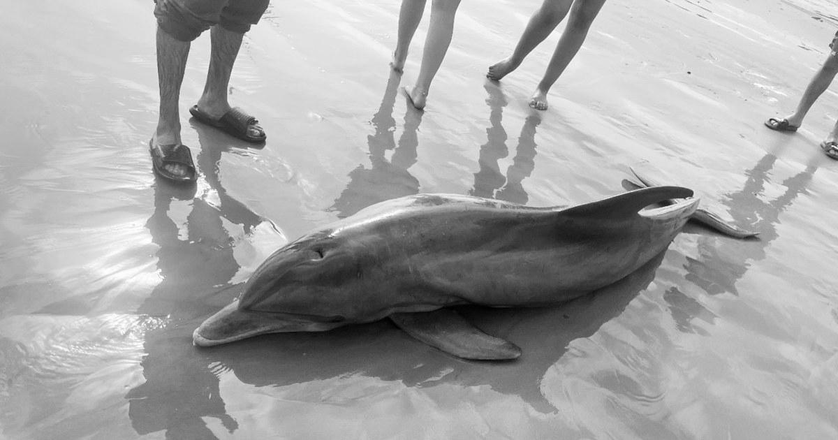 Rewards supplied after dolphin ‘harassed to demise’ on Texas beach, one other impaled in Florida