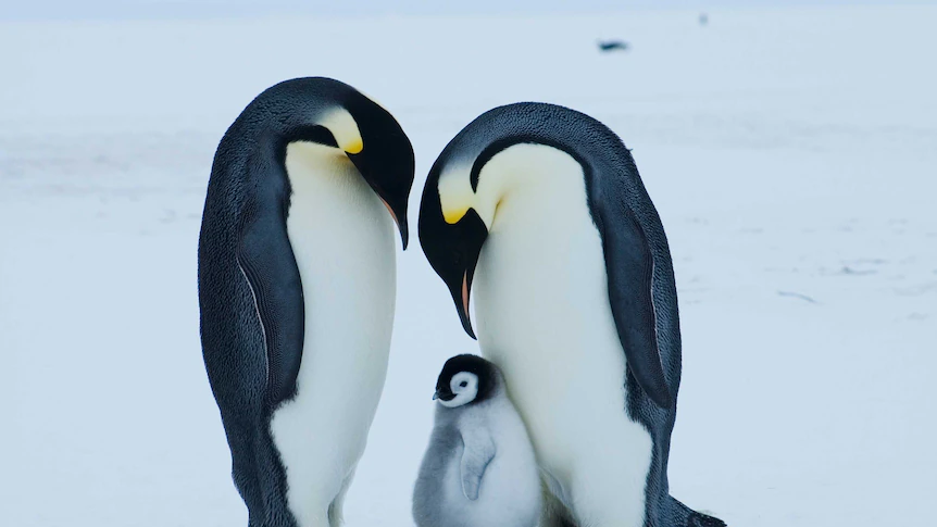 Emperor penguin at severe danger of extinction as a result of local weather change