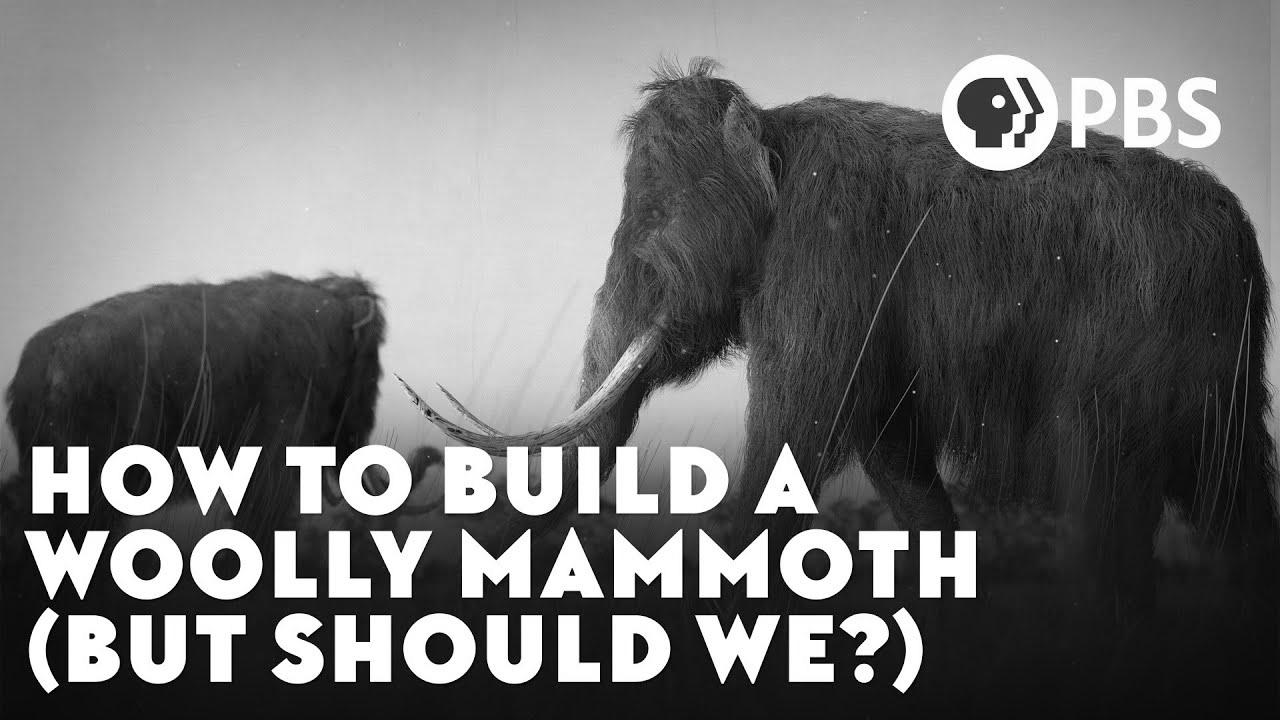 How To Construct A Woolly Mammoth (However Should We?)