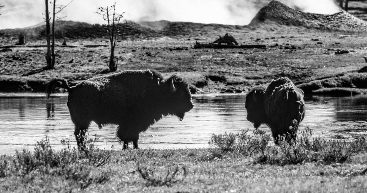 Bison gores Yellowstone visitor, tosses her 10 ft, park officers say