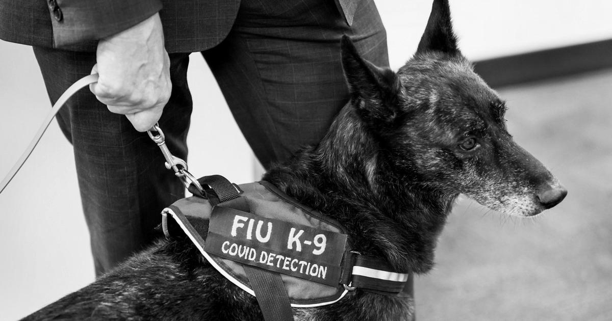 Dogs can detect Covid with excessive accuracy, even asymptomatic circumstances